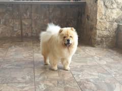 Chow chow Puppy for sale