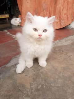 Persian cat triple cort