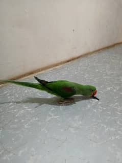 Raw parrot kashmeri