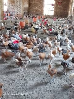 golden misri chicks| Desi Chicks | چوزہ | hens | Chicks /hen