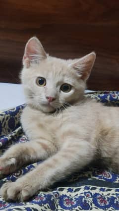 persian kitten 3 month
