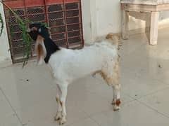 urgent sell 0314 8156438
