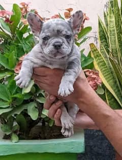 French bulldog Puppy for sale male and female