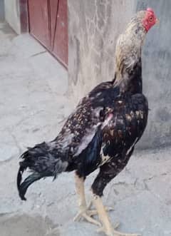 aseel marga for saal 5000 lochasn sahwa chakwal raod