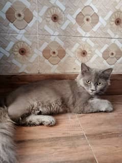 Persian cat, punch face