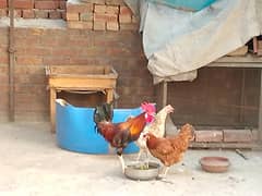 Desi  in hens are selling for low price in good health