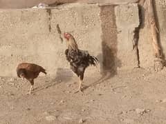 aseel