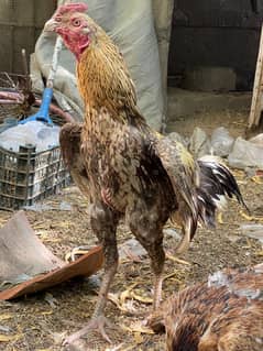 Aseel murga murgi hens