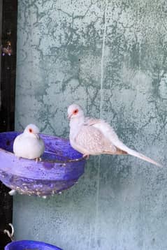 zebra finch diamond dove java finch and love birds