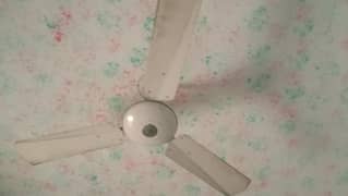 fan