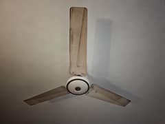 Fans
