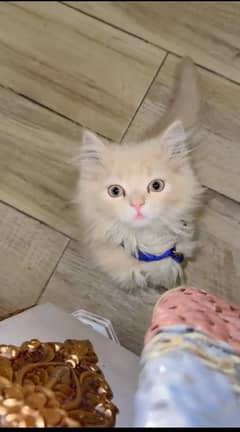 Persian cat / Persian kittens / triple coated / punch face kitten