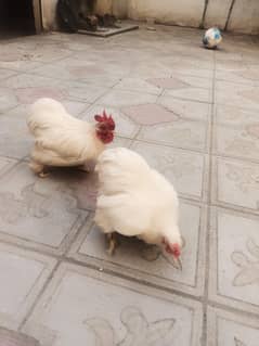 white Bantum for sale In Nova City  fateh Jang