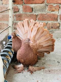 American fantail 03237015080