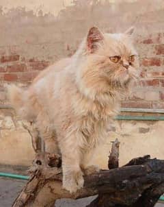 I sale Punch Face Male cat WhatsApp NUM 03065552120