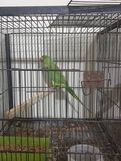 love birds and Australian parrots