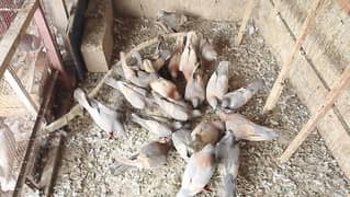 Breeder
