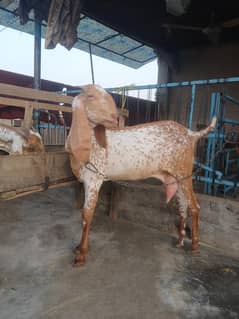 GOATS FOR SALE PERFECT BREEDING