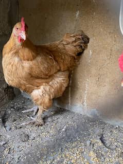 golden Buff Female