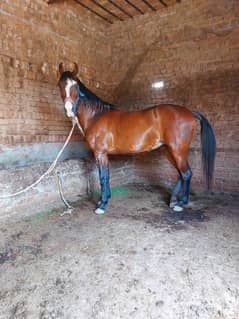 young female horse for sale