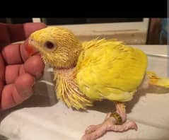 yellow ringneck pair