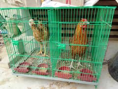 2 Hens & 2 portion cage for sale !