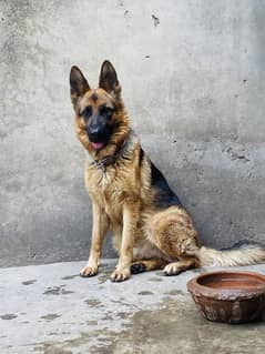 German
