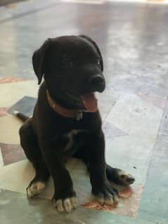 Labra