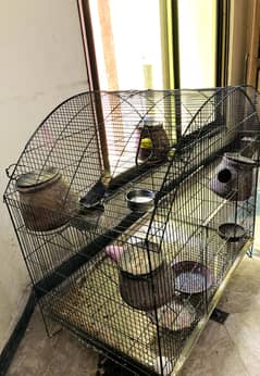 Budgie