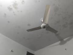 celling fan