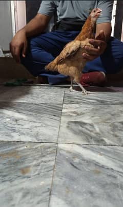 dasie