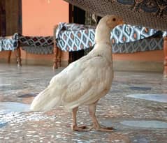 Pure white single sebright adult chicks available in Islamabad only.