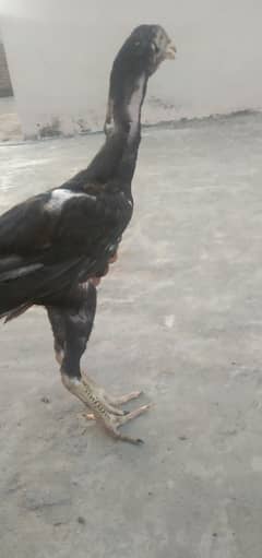 1 male and 2 female for sale