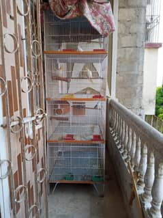 cage and parrots All are sales