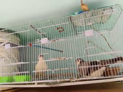 Pigeon