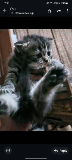Pershing cats baby available