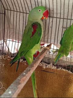 pahari raw confirm male hai 0345.2574186
