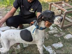 English pointer