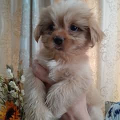 Shihtzu Puppies
