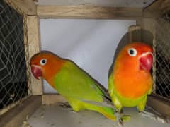 love birds