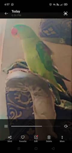 raw parrot