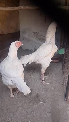 fresh egg for sale