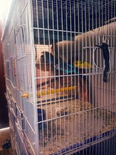 8 portion cage