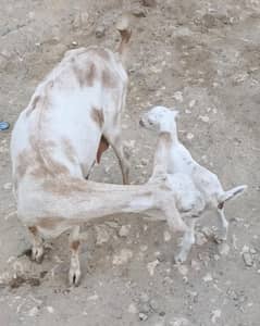 barbari bakri (goat) with gulabi path female kid) for sale at Karachi.