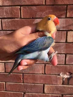 quality parblue Opaline mango head//DUN fellow