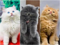 Persian Punch face triple coat cat Kitten
