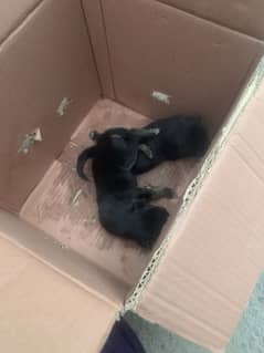 Dogs for sale