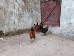 desi hens for eggs
