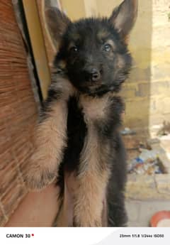 best quality dog puppy 65 day old puppys