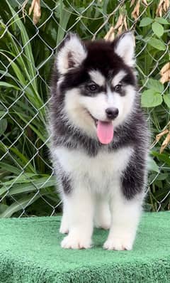 Siberian husky Puppy | Siberian husky Dog! husky Puppy male & female